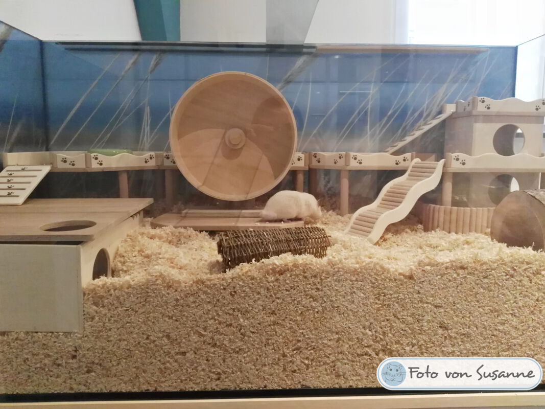 Die Hamster-Wohnwelt-Einrichtung - Hamster Wohnwelt